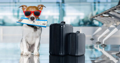 10 Tips for Traveling With Your Pet