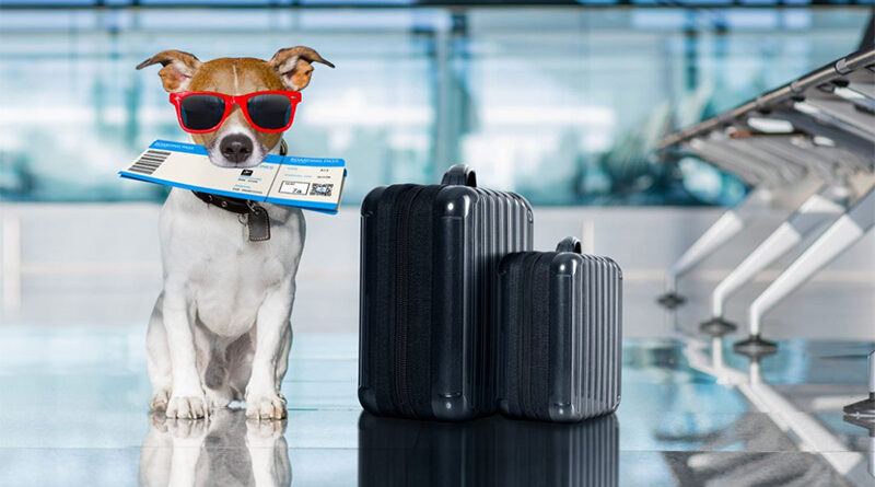 10 Tips for Traveling With Your Pet