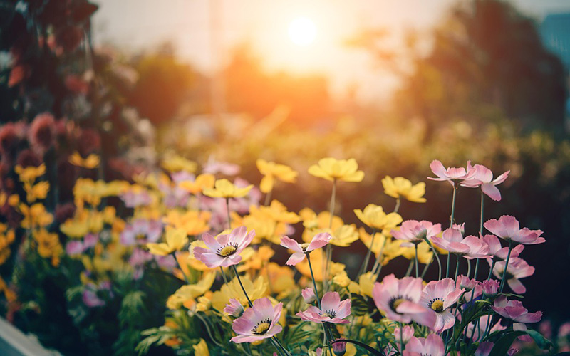 cosmos flowers in garden