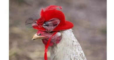 Egg Price Meme Chicken
