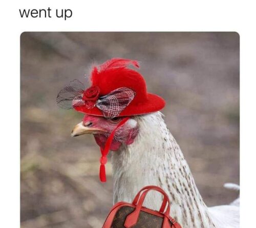 Egg Price Meme Chicken