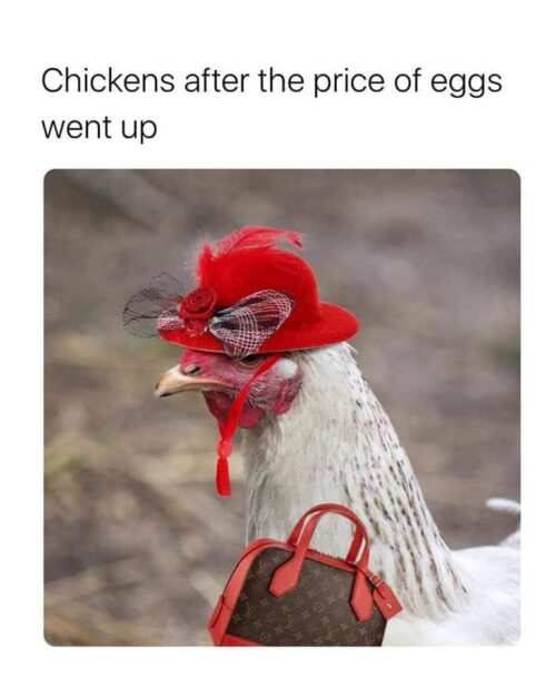 Egg Price Meme Chicken