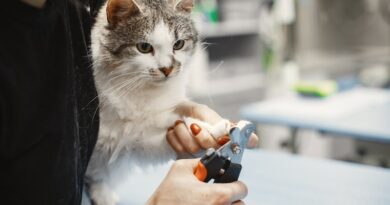 Well Whiskers: Proper Way To Care For Your Cat To Keep Them Healthy