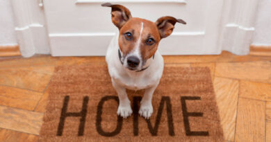 5 Tips for a Stress-Free Pet Adoption Process