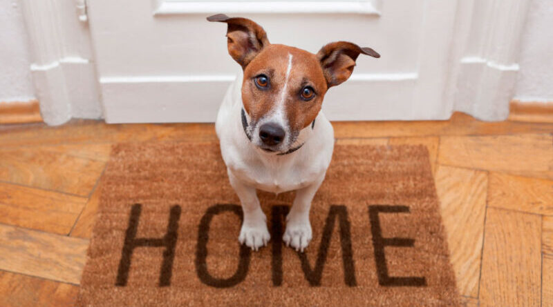 5 Tips for a Stress-Free Pet Adoption Process