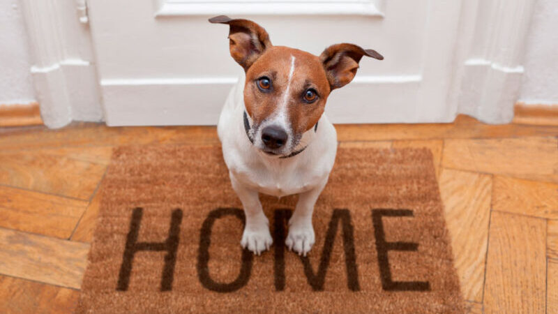 5 Tips for a Stress-Free Pet Adoption Process